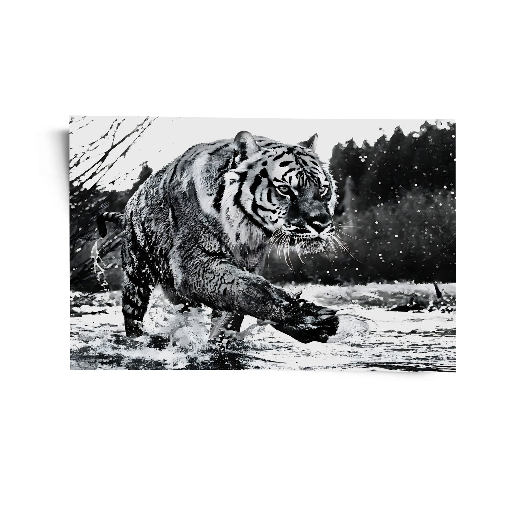 Black and White Tiger