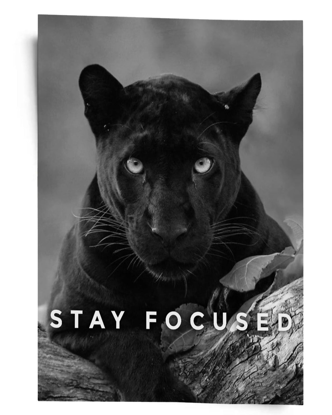 Stay Focused