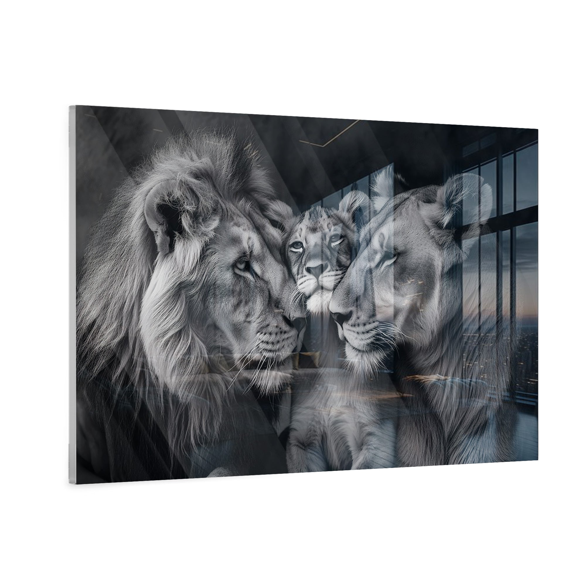 Lion Family