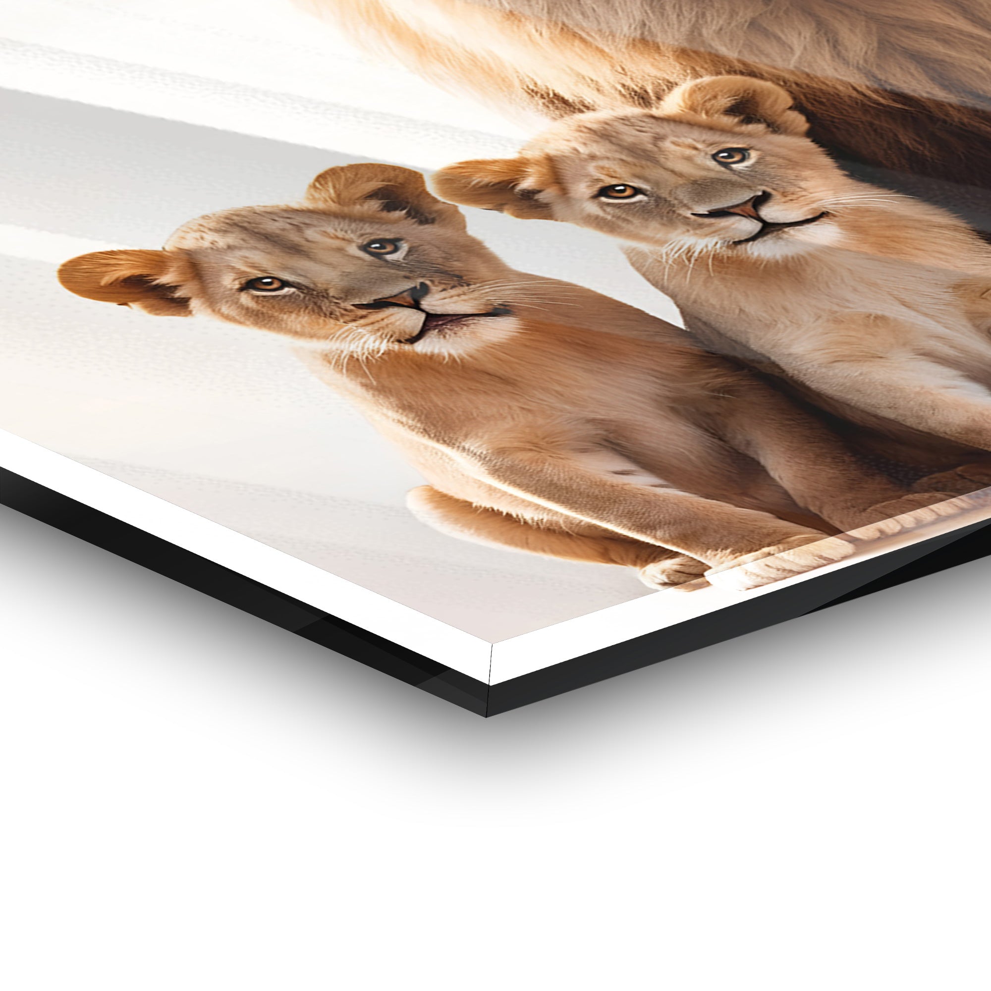 Lion Family