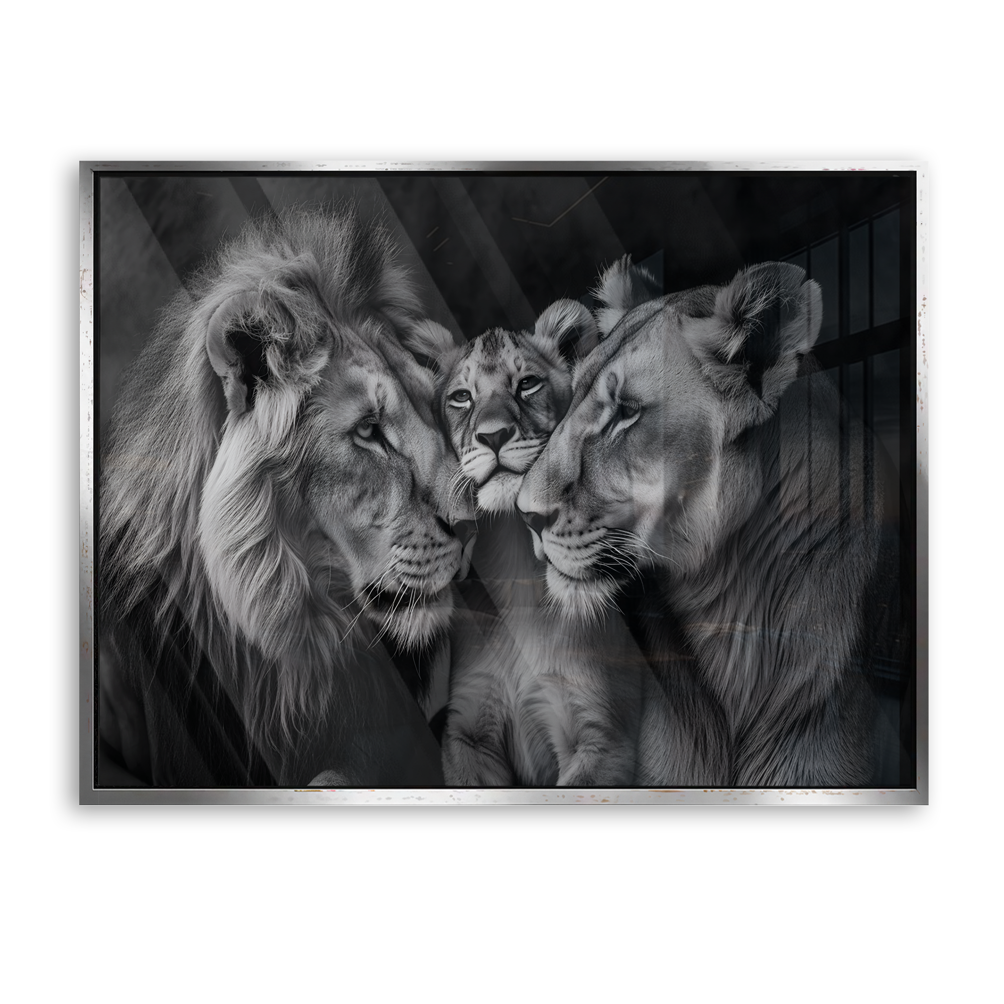 Lion Family