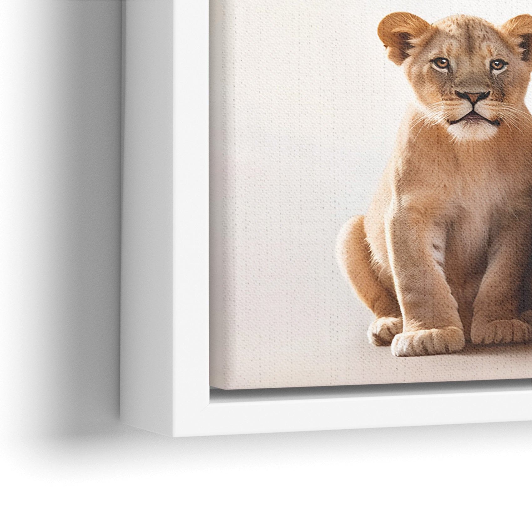 Lion Family