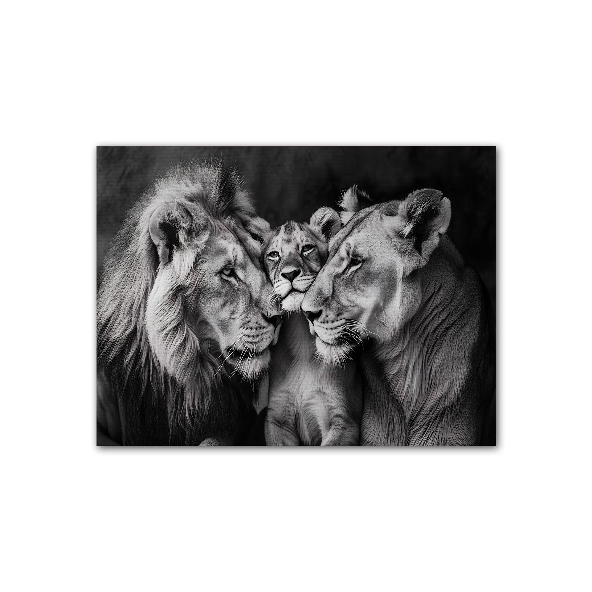 Lion Family