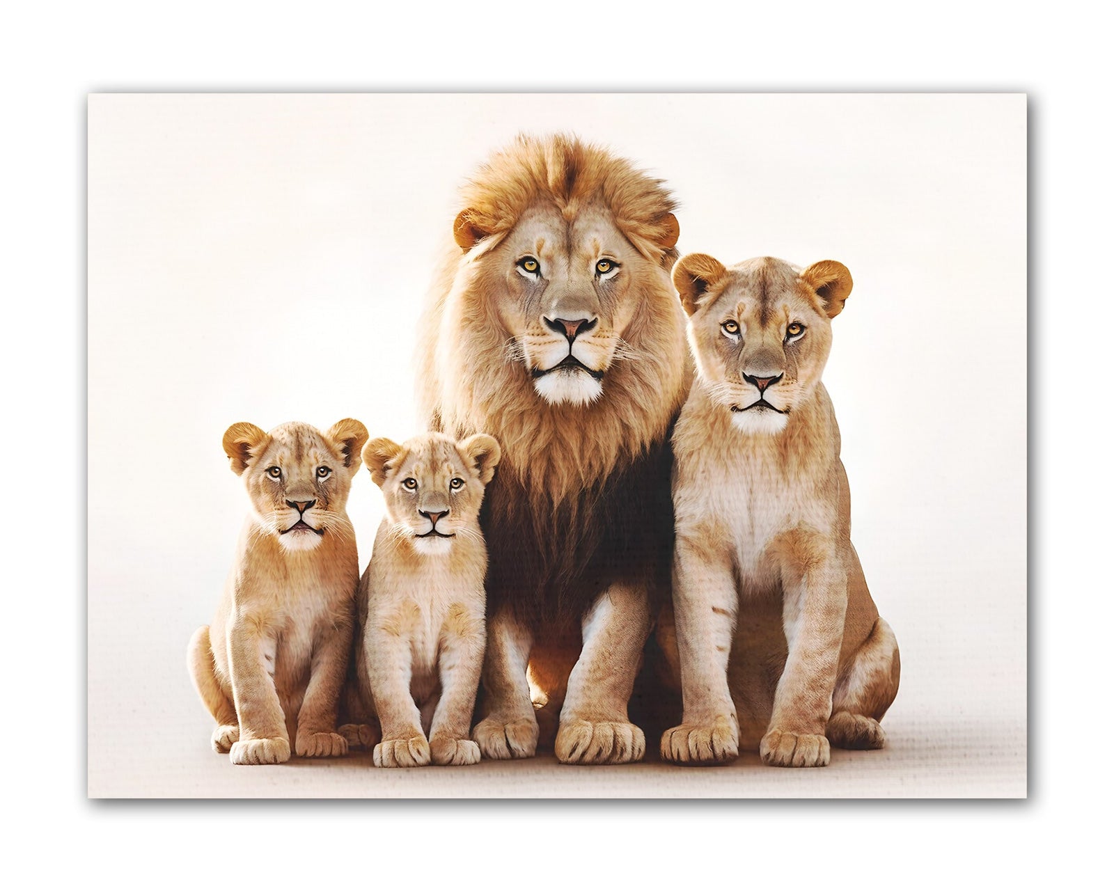 Lion Family