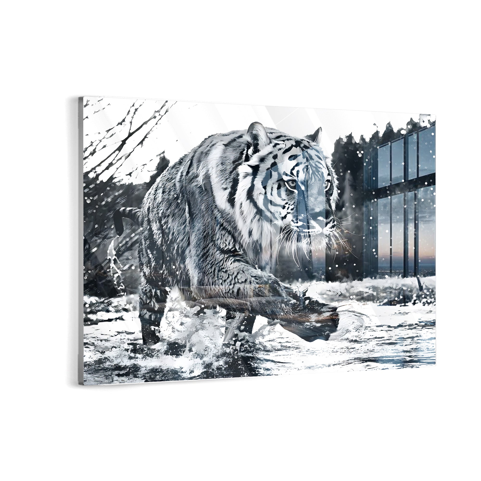 Black and White Tiger