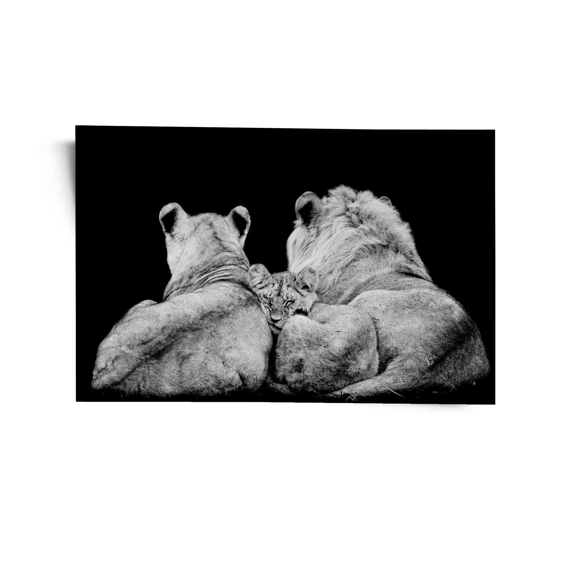 Lion Family Lying