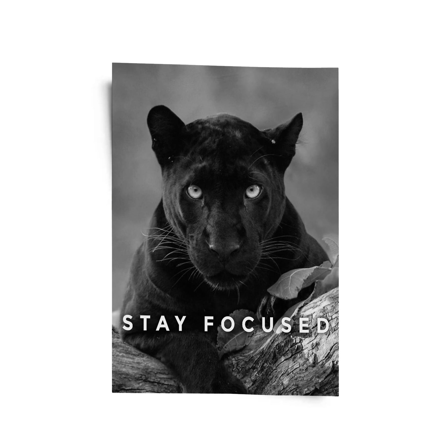 Stay Focused