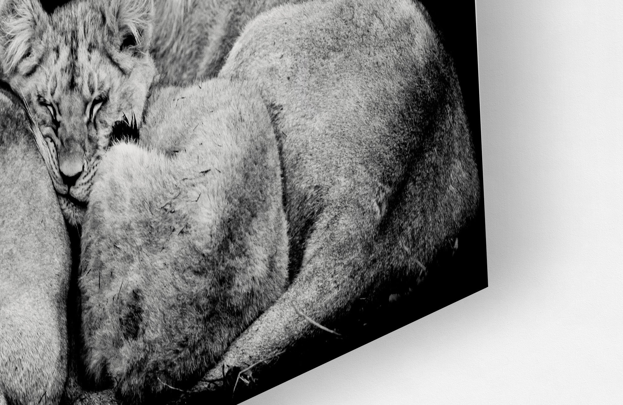 Lion Family Lying