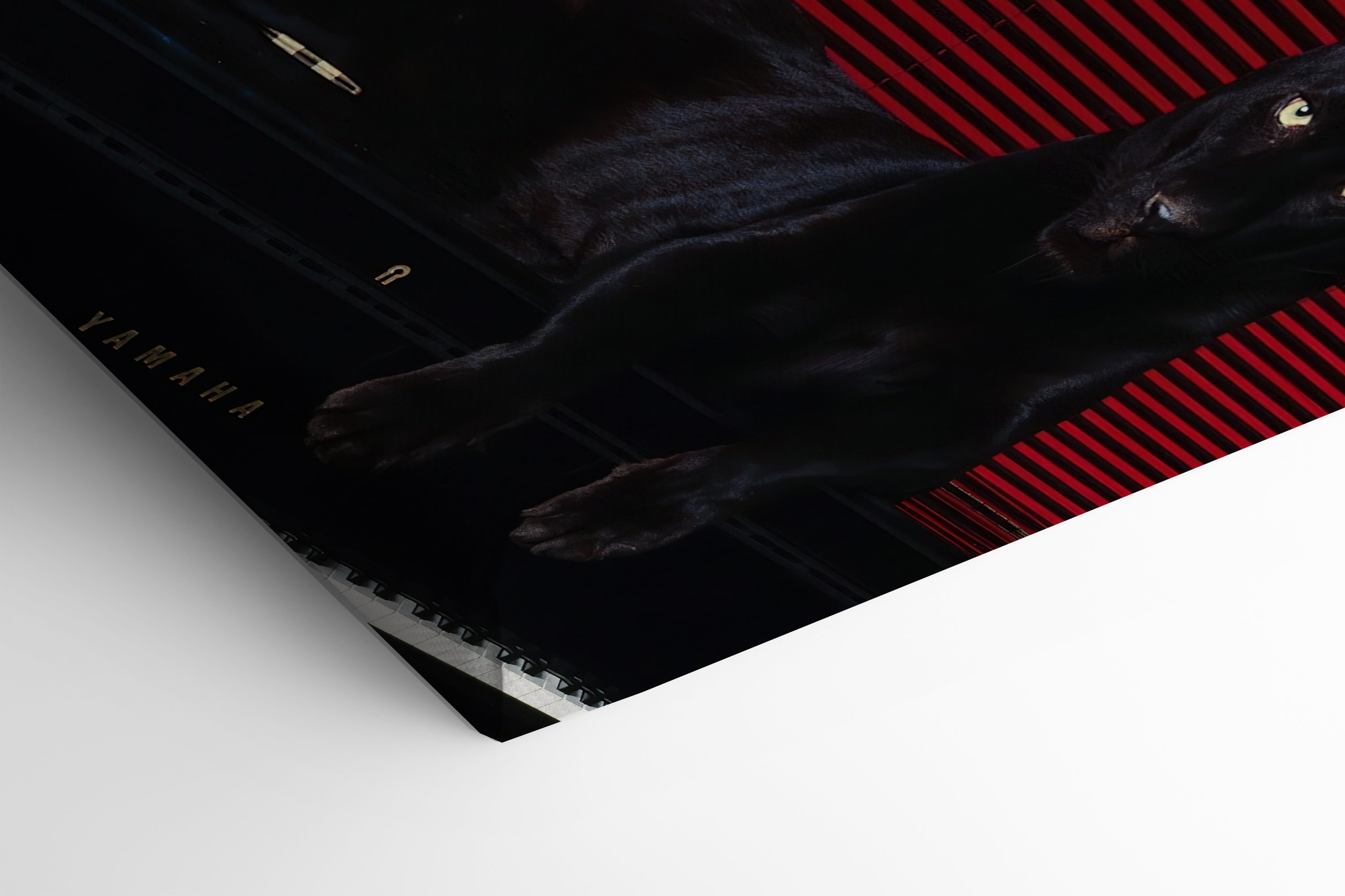 Predator’s Melody