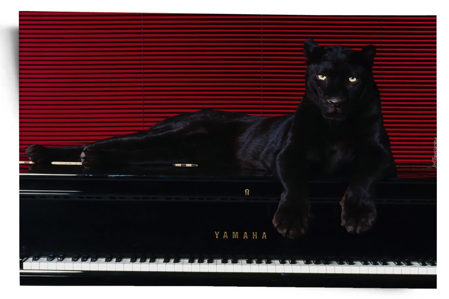 Predator’s Melody