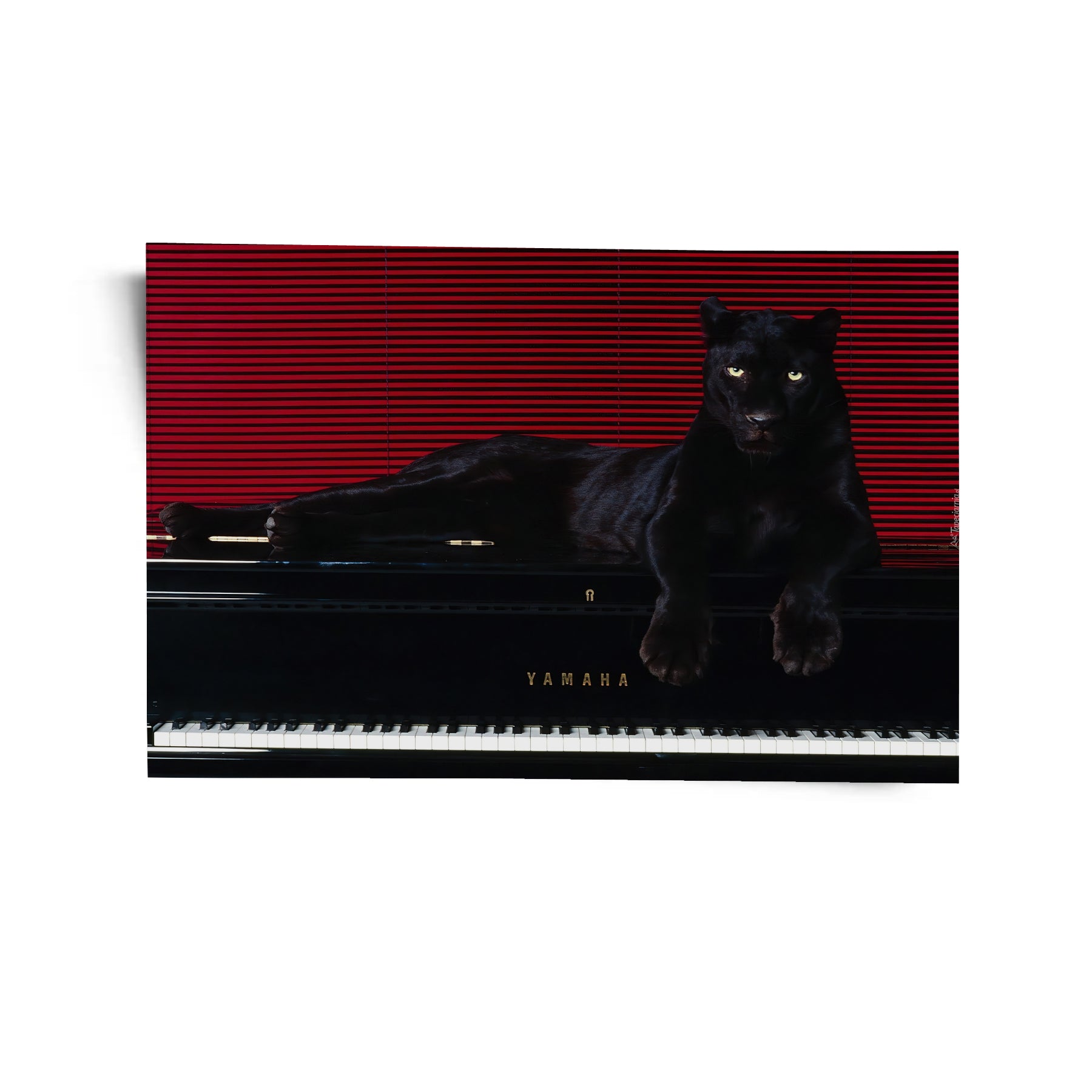 Predator’s Melody