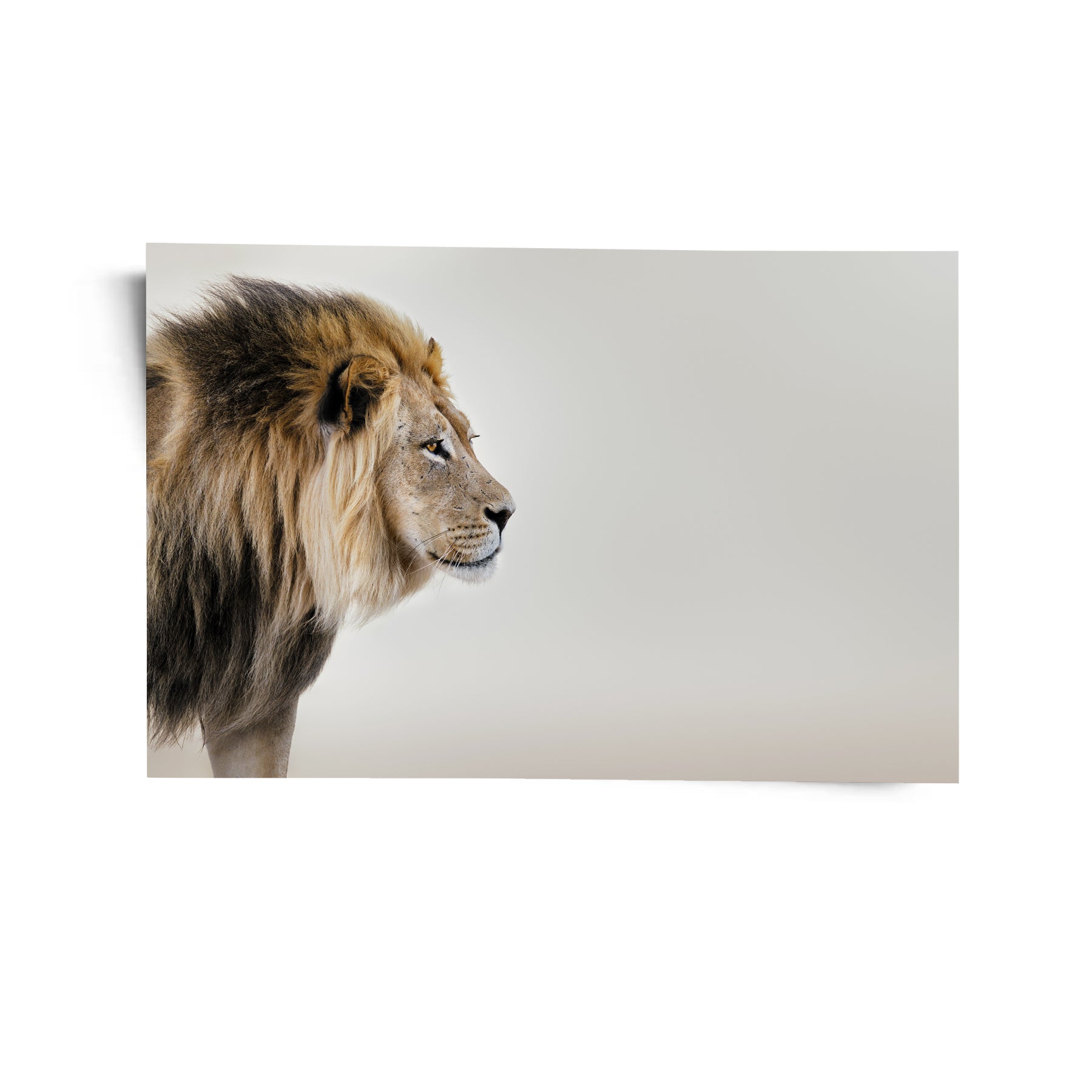 Its All Starts With A Dream - Canvas/Acrylic Glass 