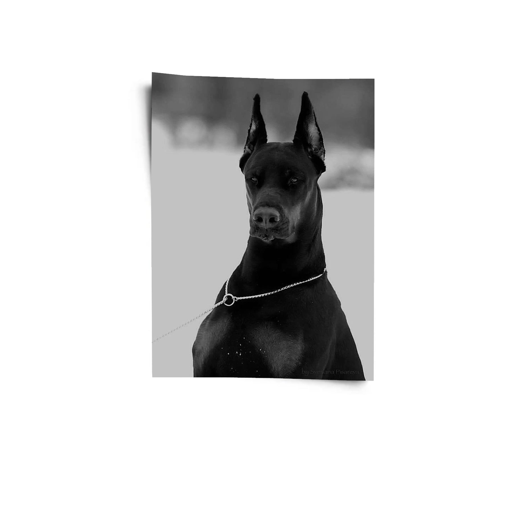 Gardien noir 