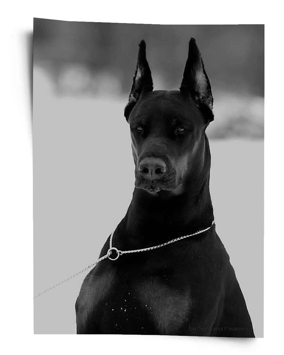 Black Guardian