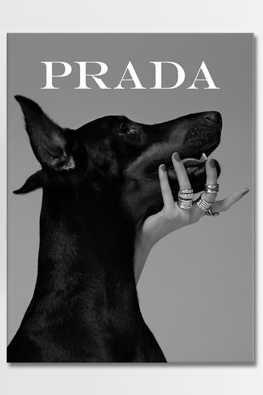 Luxury Dog
