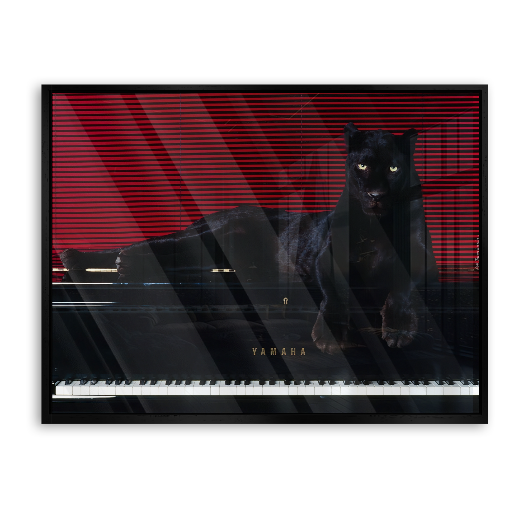 Predator’s Melody