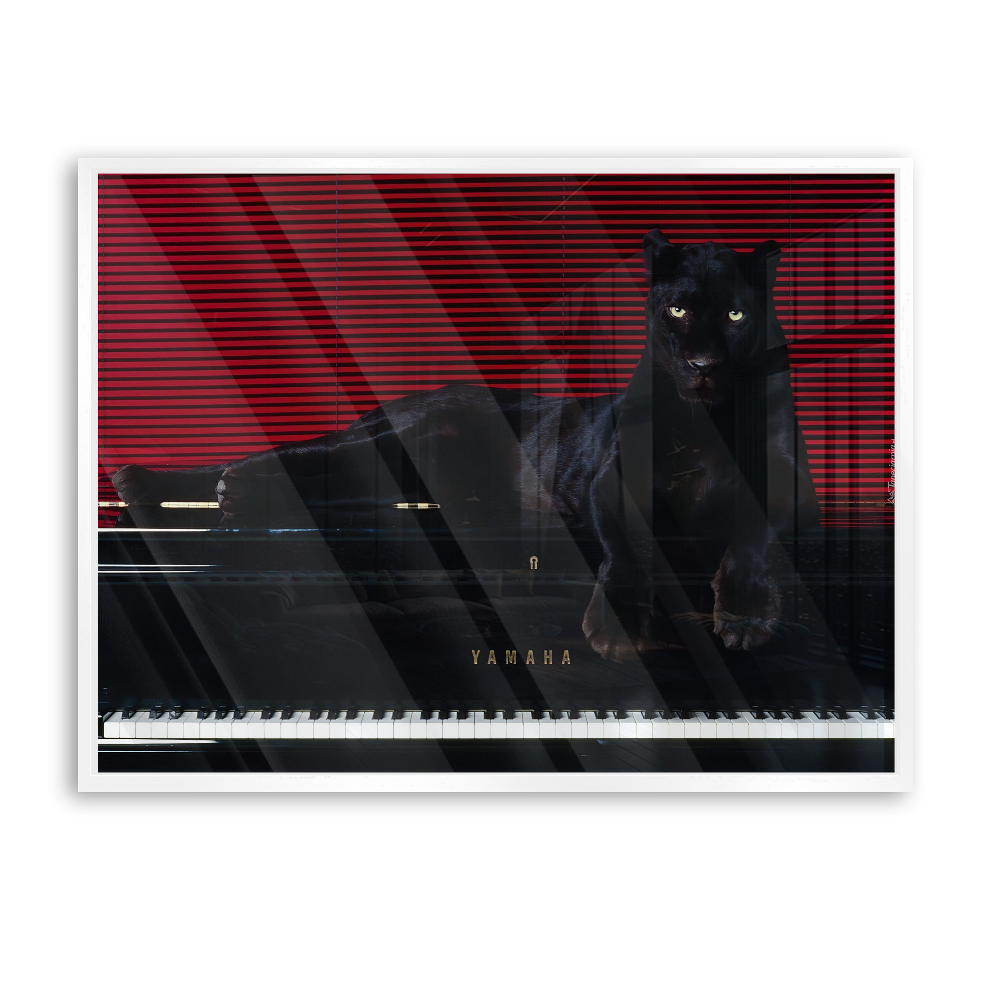 Predator’s Melody